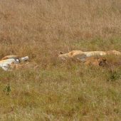  Ngorongoro Crater, TZ